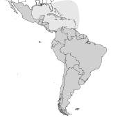 Latin & South America